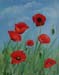 Klatschmohn