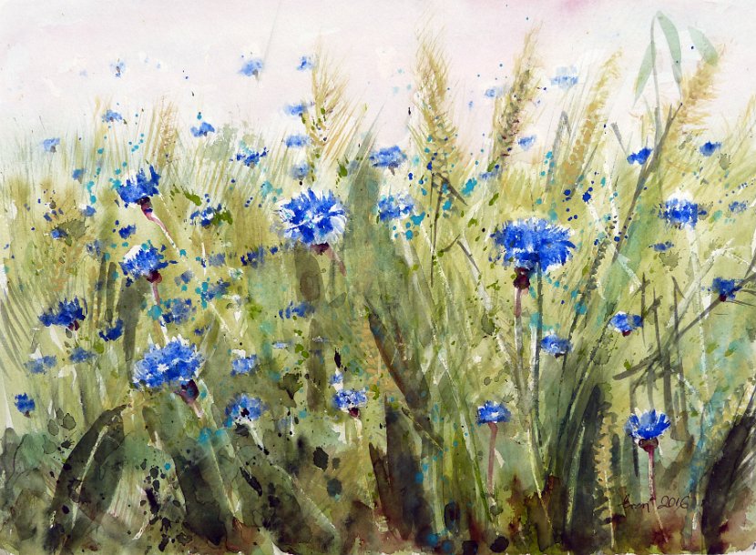 32-Kornblumenfeld